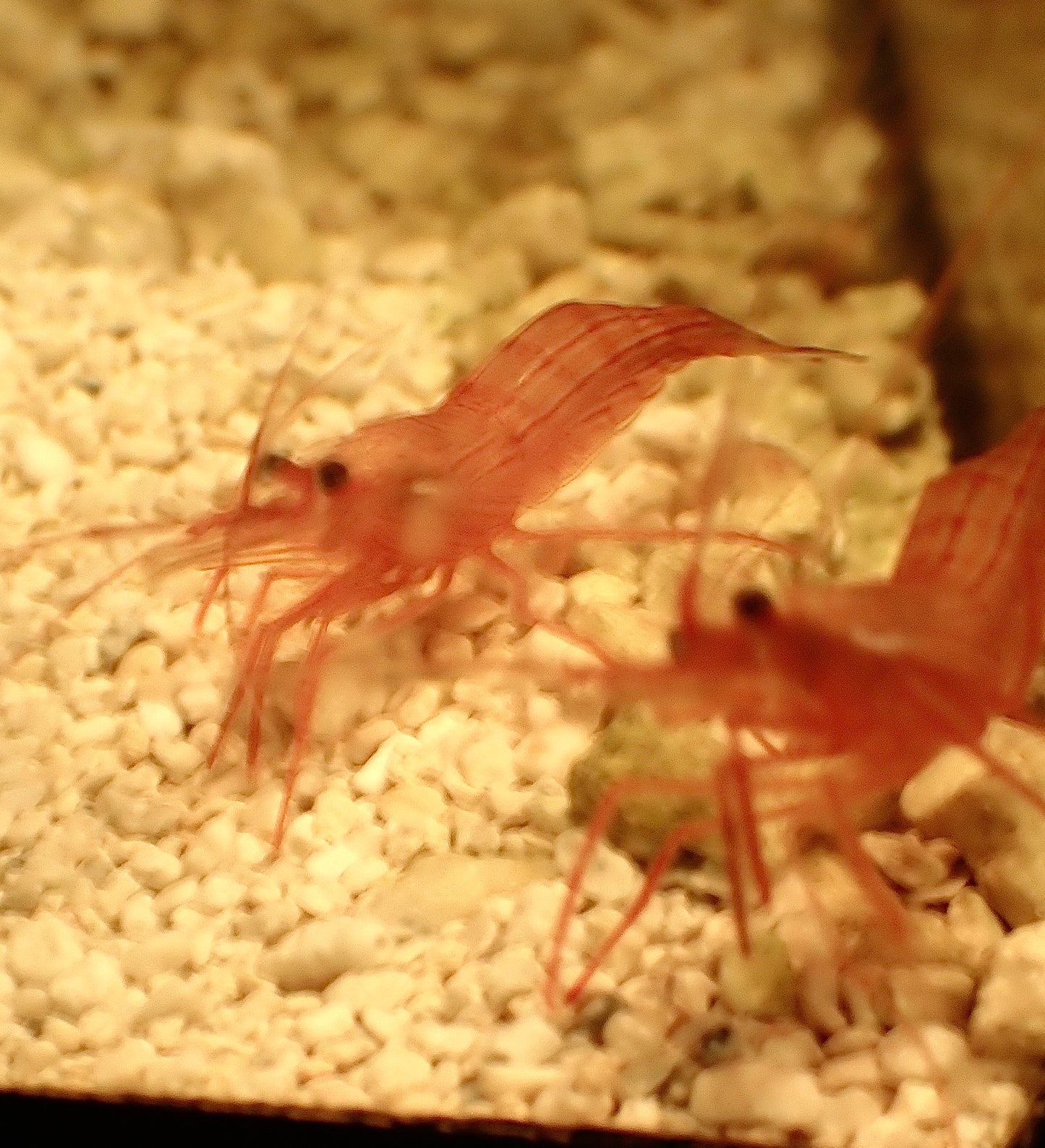 Peppermint Shrimp