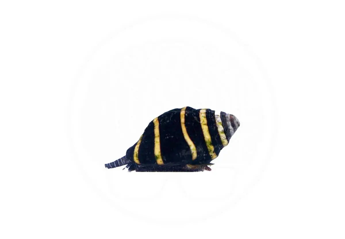 Bubble Bee Snail