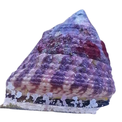 Trochus Snail