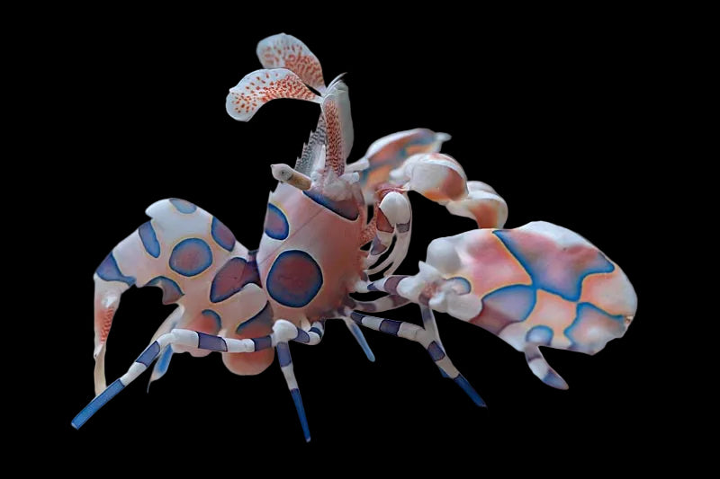 Harlequin Shrimp