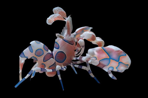 Harlequin Shrimp