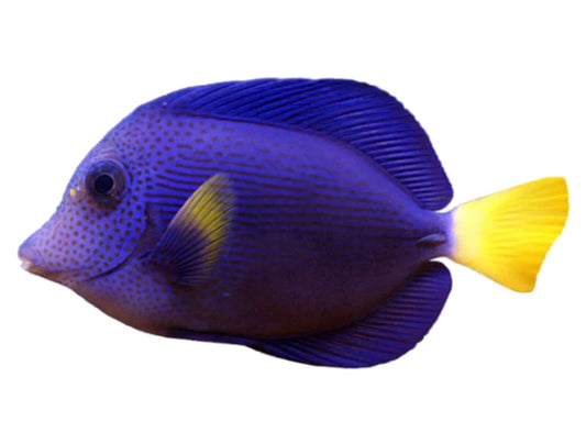 Purple Tang