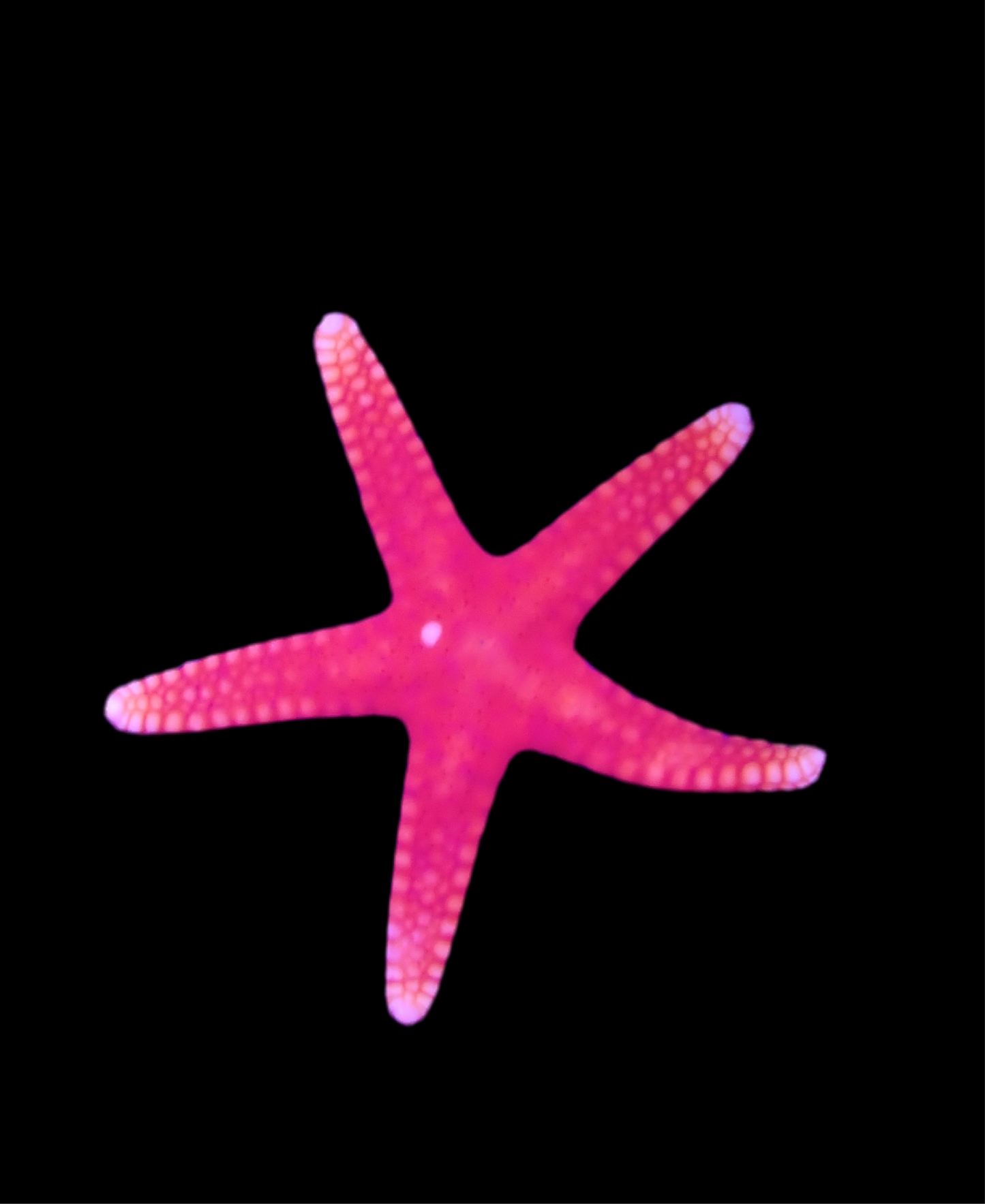 Yellow Tip Red Formia Sea Star
