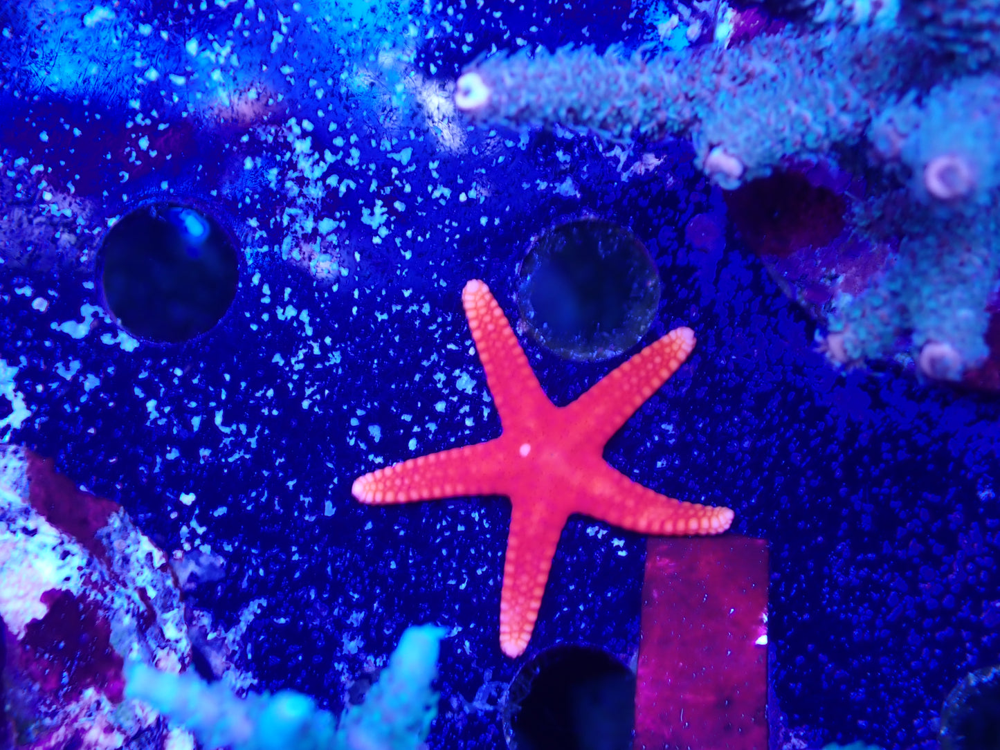 Yellow Tip Red Formia Sea Star