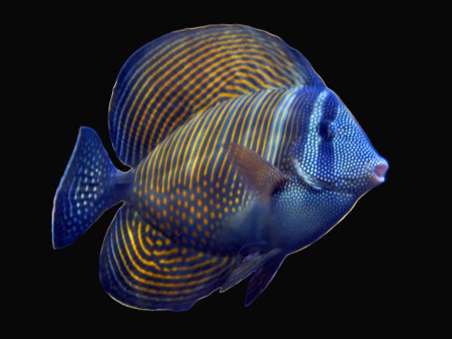 Sailfin Tang, Desjardins -Zebrasoma desjardini