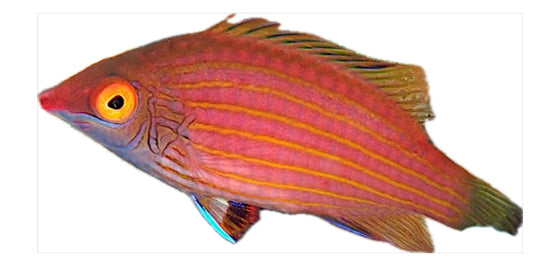 Pink Streaked Wrasse
