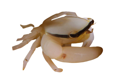 Bandit Coral Crab