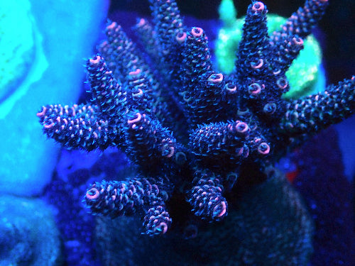 Acropora B10