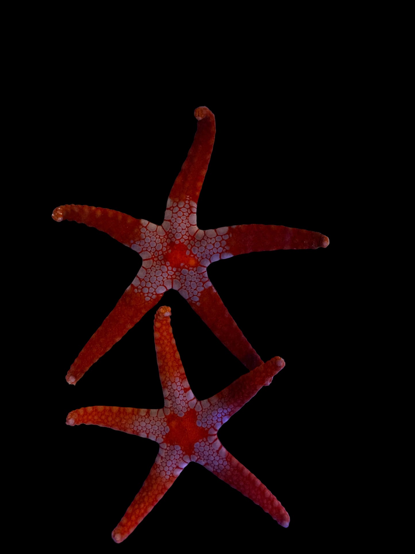 Superman Formia Starfish