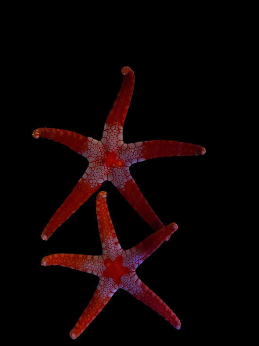 Superman Formia Starfish