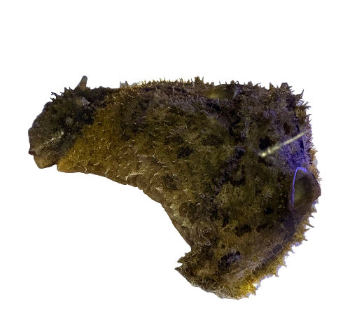 Sea Hare - Dolabella auricularia