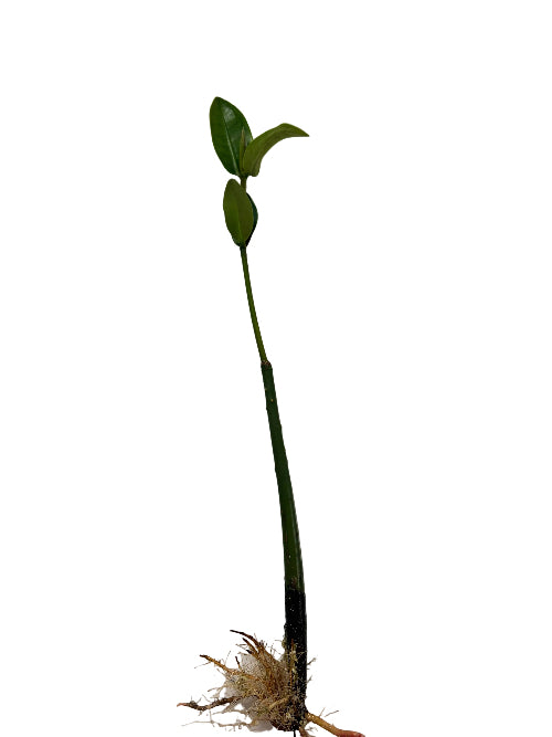 Red Mangrove (Rooted w/leaves)