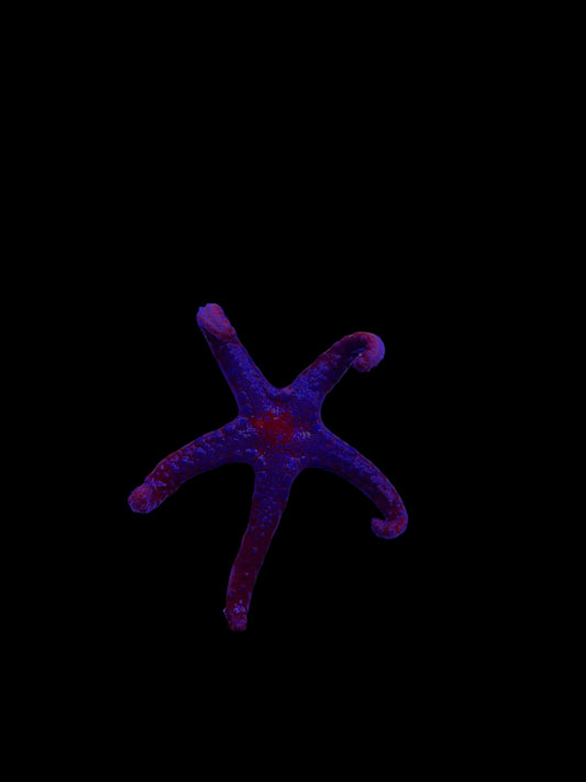 Superman Formia Starfish