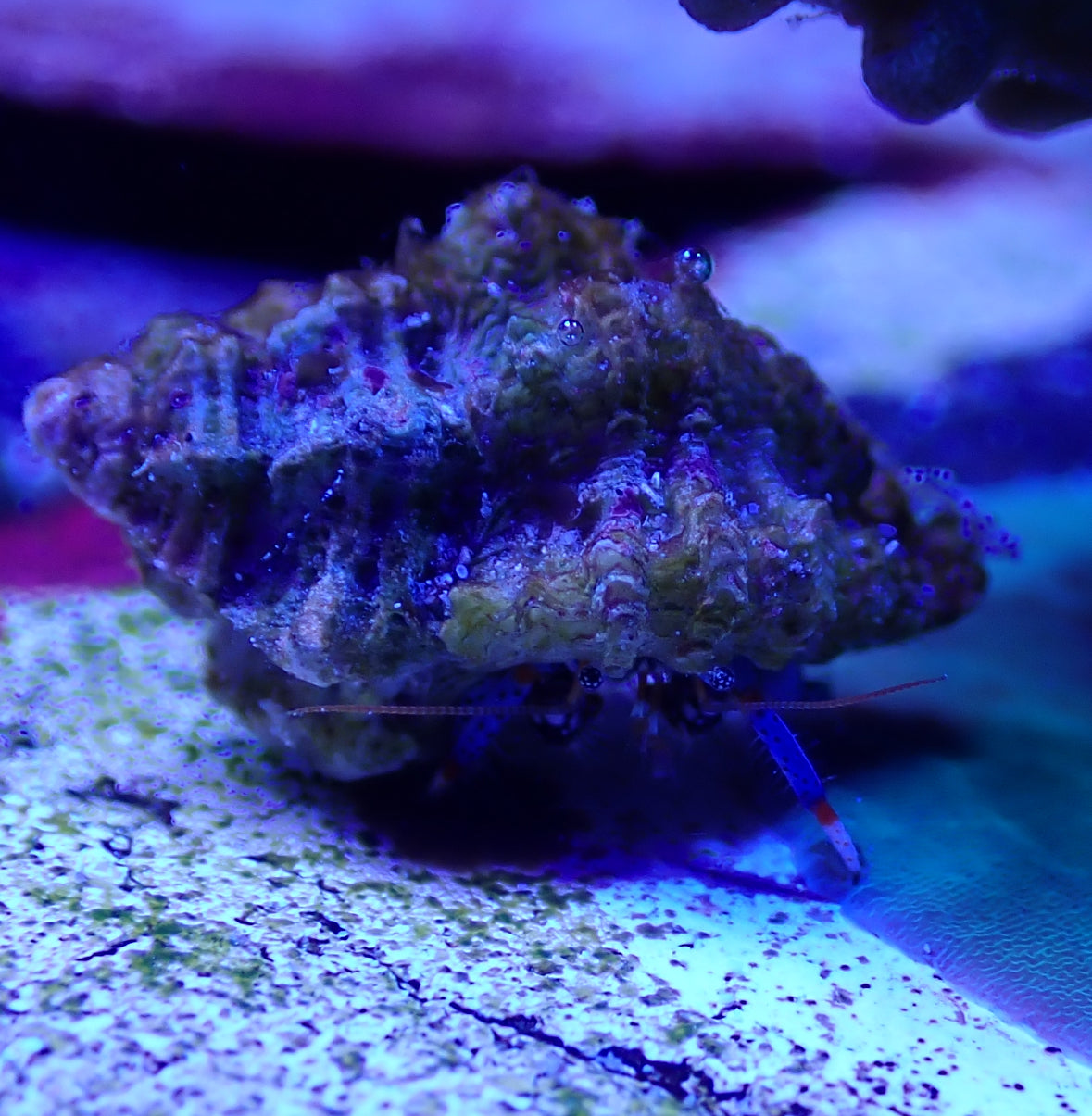 Dwarf Blue Leg Hermit Crab