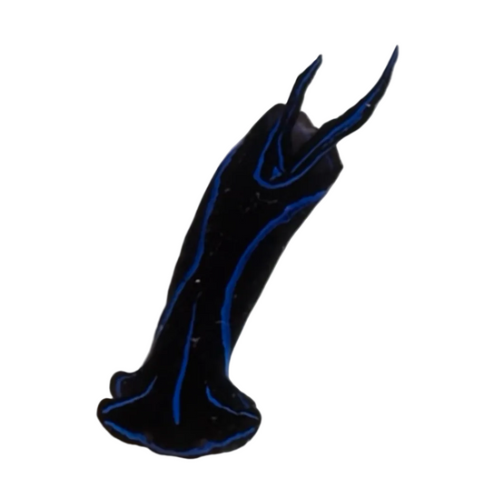 Blue Velvet Nudibranch