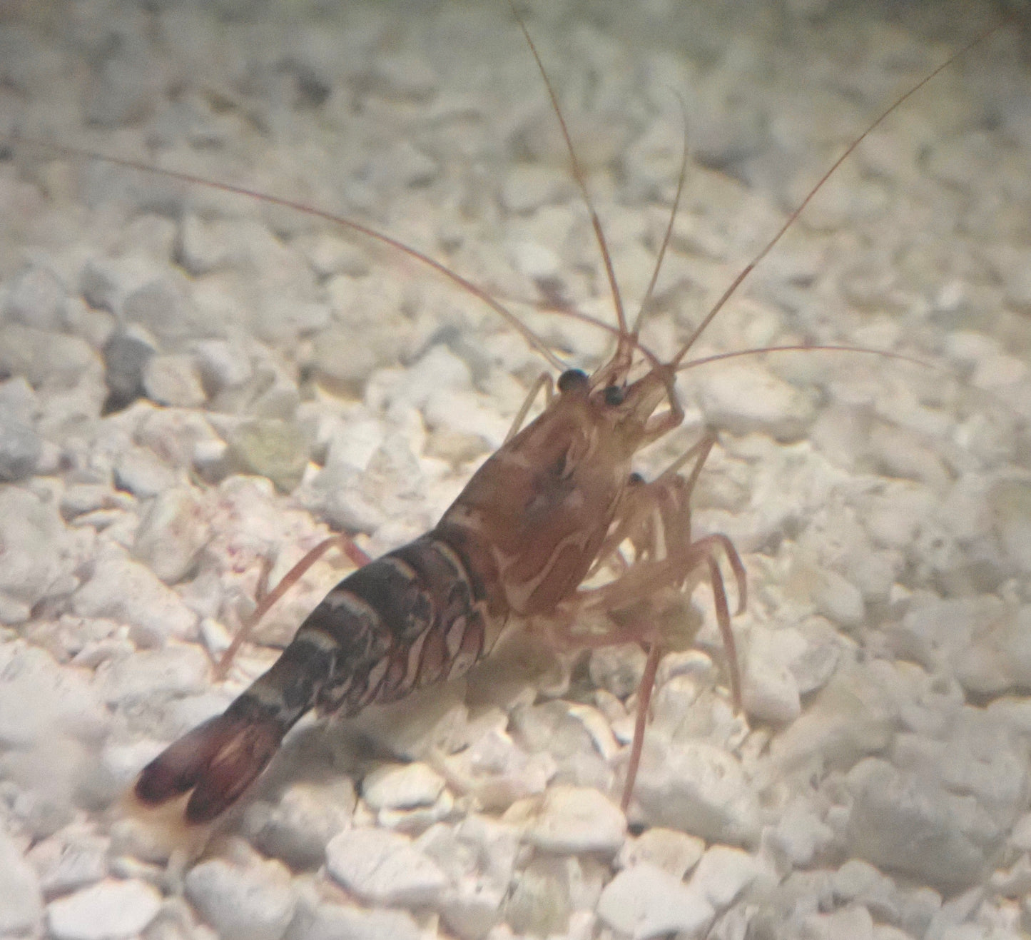 Pacific Striped Peppermint Shrimp
