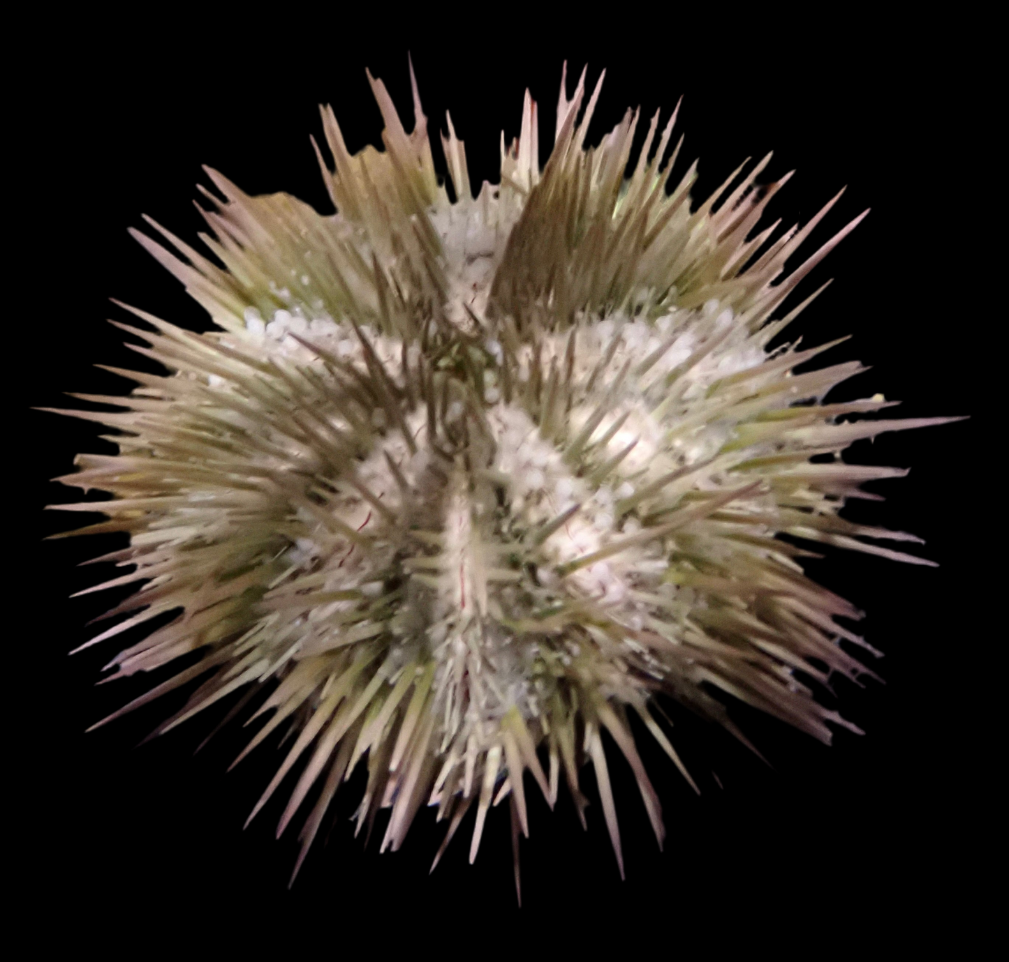 Pincushion Urchin