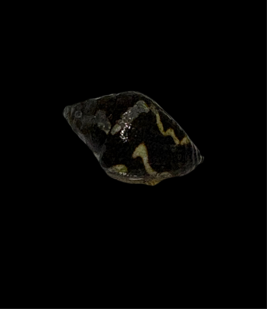 Lightening Dove Snail