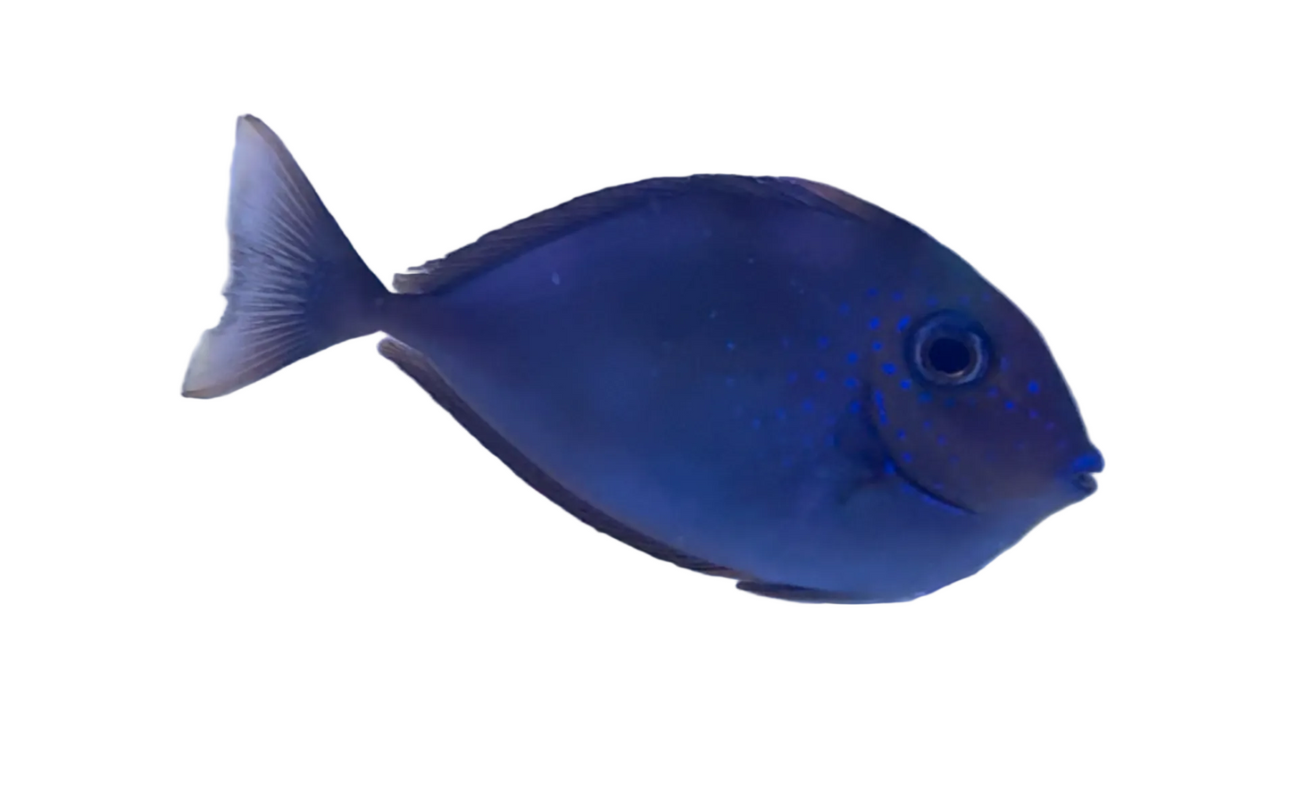 Vlamingii Tang - Naso vlamingii