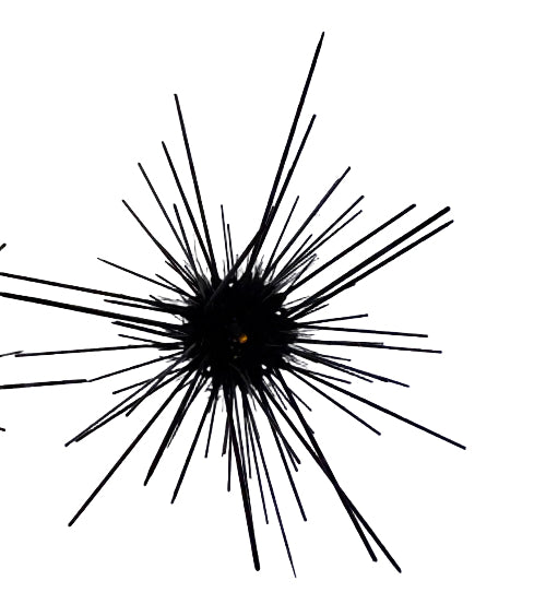 Longspine Urchin - Diadema setosum