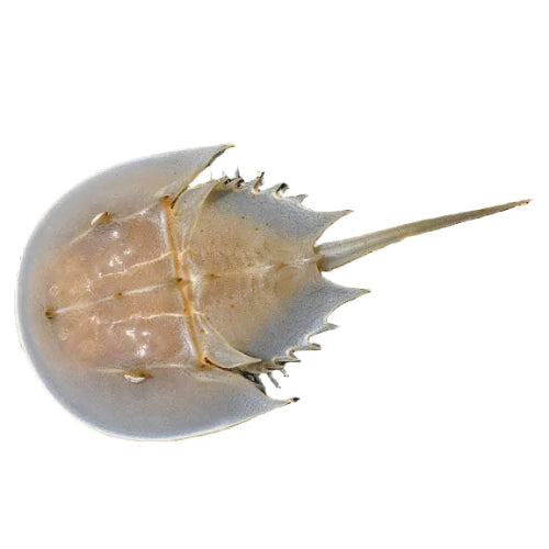 Horseshoe Crab