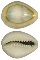 Money Cowrie