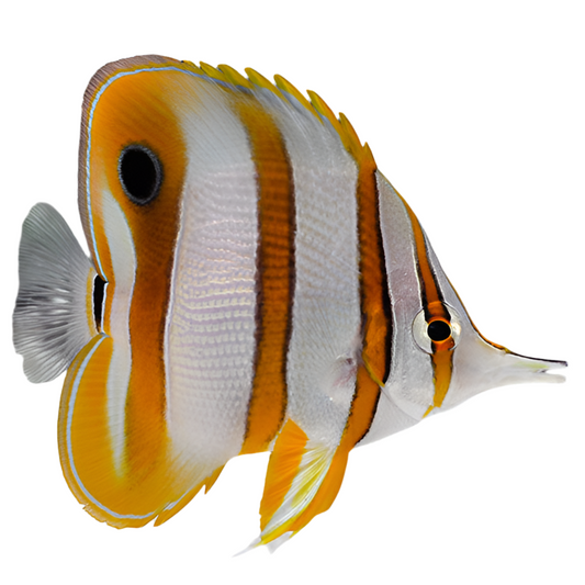 Copperband Butterflyfish