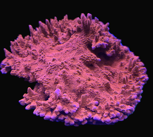 Montipora Setosa