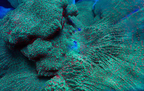 Season's Greeting Montipora