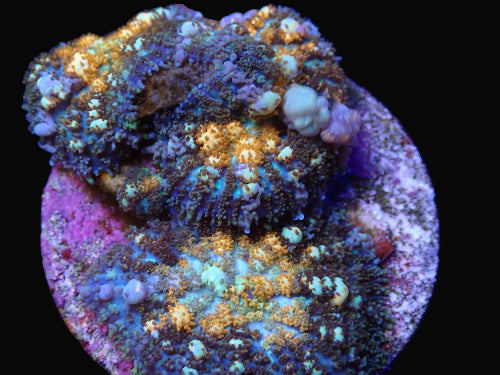 Powerball Bounce Mushroom