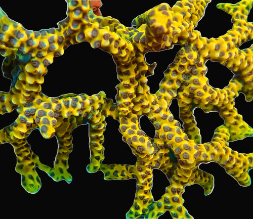 Golden Rod Anacropora