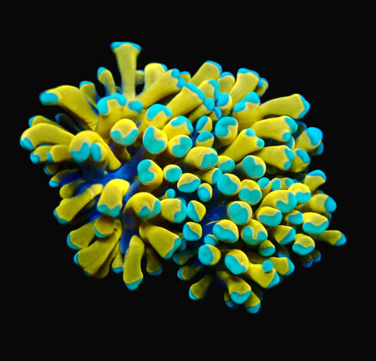 Yellow Tiger Torch #1